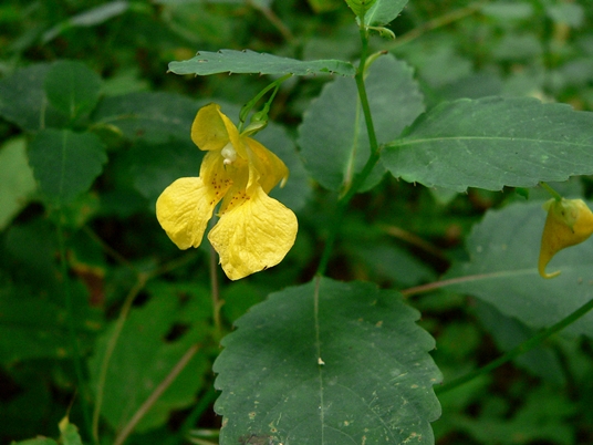 {Impatiens pallida}